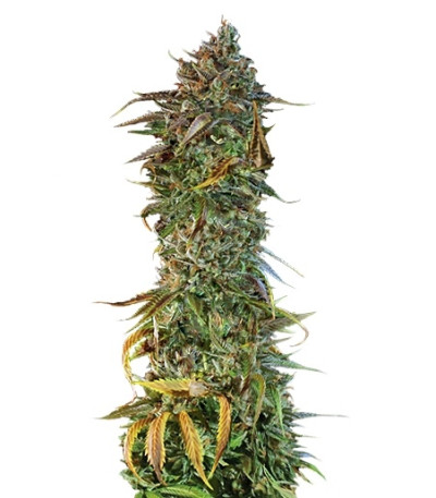Blueberry Headband fem (Humboldt Seed Organization) семена конопли
