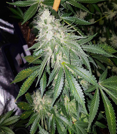 Blueberry Hill fem (Herbies Seeds) семена конопли