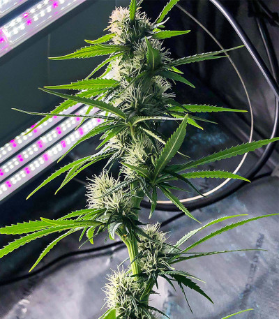 Bruce Lemon Diesel fem (Dutch Passion) семена конопли