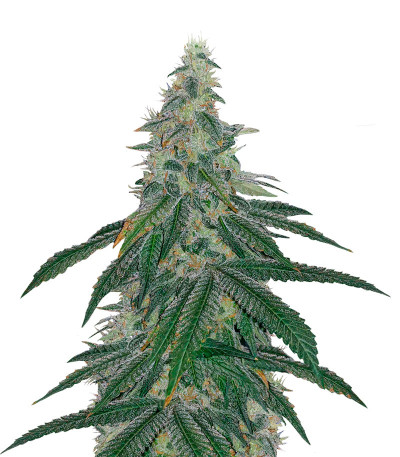 Bubba Slush fem (Green House Seeds) семена конопли