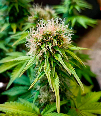 CBD Lemon Auto fem (Herbies Seeds) семена конопли