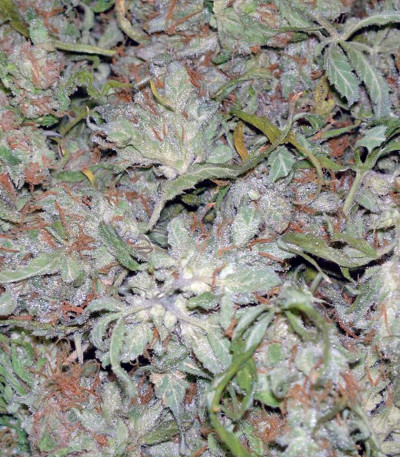 Chu Valley auto fem (Russian Genetic) семена конопли