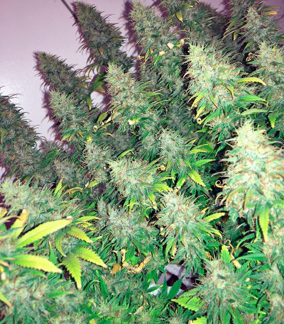 Dream Machine fem семена конопли