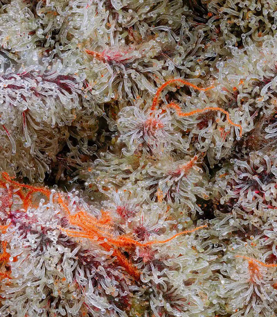 El Valle Haze fem (Compound Genetics) семена конопли