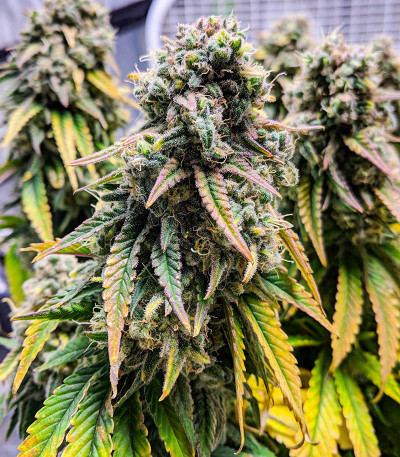 Fat Banana fem (Royal Queen Seeds) семена конопли