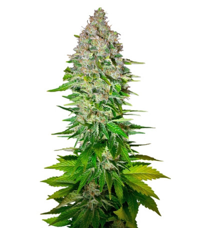 Jack 47 fem (Sweet Seeds) семена конопли