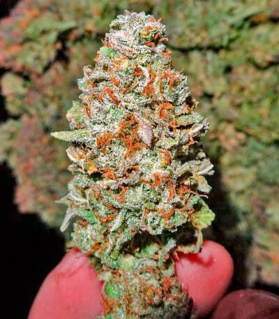 Keep Frosted Guava Autoflower fem (Seedkeepers) семена конопли