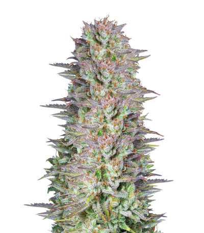 Kosher Cake Auto fem (FastBuds) семена конопли