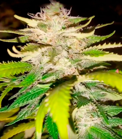 Kripple Roulette fem (Dr. Krippling Seeds) семена конопли