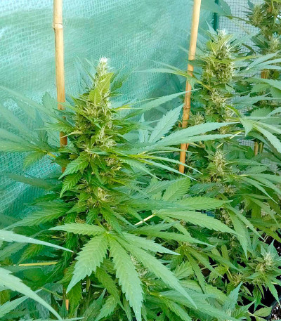 Kritikal-K fem семена конопли