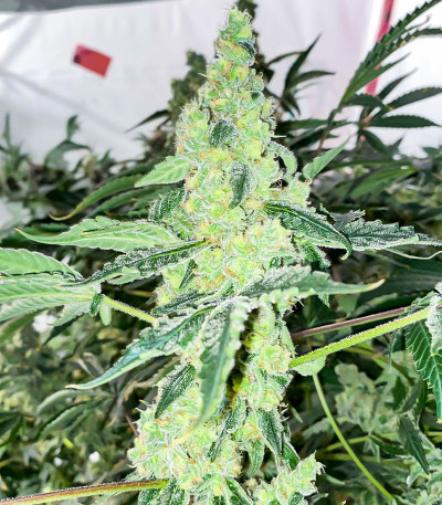 Lemon OG fem (AlphaFem Seeds) семена конопли