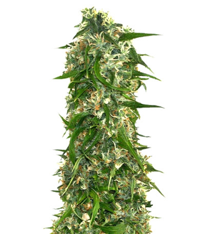 Купить семена каннабиса Malana Bomb Auto шишки
