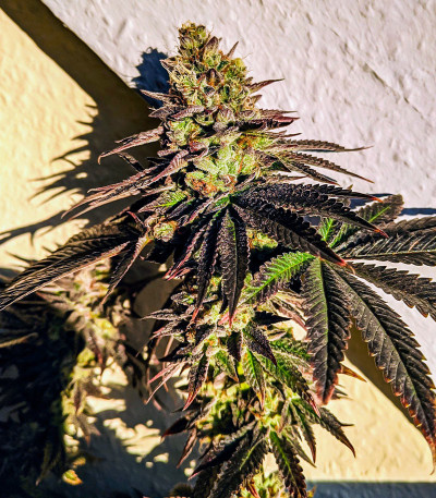 Meringue fem (Dutch Passion) семена конопли