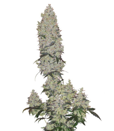 Mohan Ram Auto fem (Sweet Seeds) семена конопли