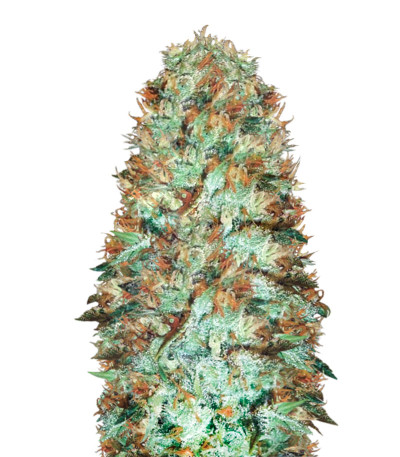 Original Limonade Skunk fem (Victory Seeds) семена конопли