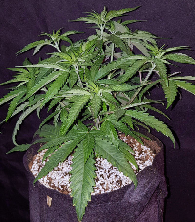Peyote Critical fem (Barney's Farm) семена конопли