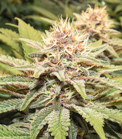 Purple Punch fem (Barney's Farm) семена конопли