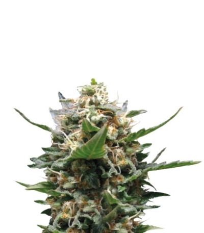 Royal Medic CBD fem (Royal Queen Seeds) семена конопли