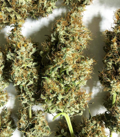 Royal Runtz fem (Royal Queen Seeds) семена конопли