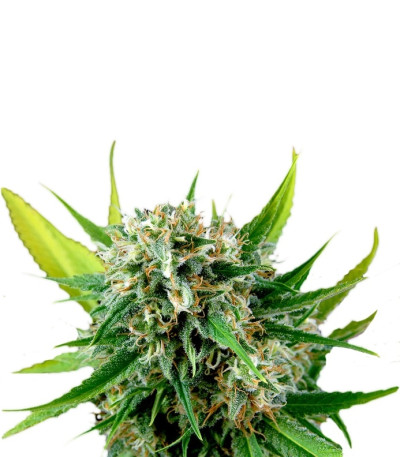 Royale Haze fem (Dinafem Seeds) семена конопли