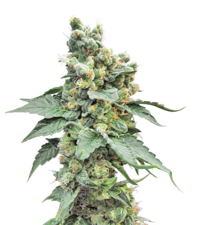 Sage 'n' Sour fem семена конопли