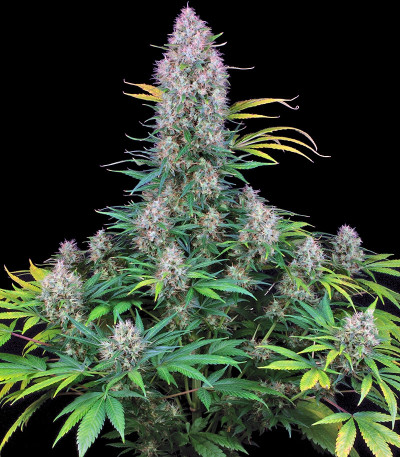Serious 6 fem (Serious Seeds) семена конопли