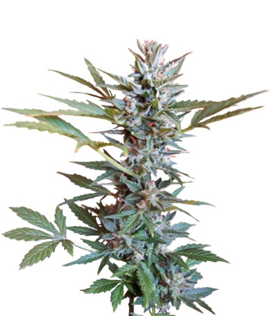 Speed Devil Auto fem (Sweet Seeds) семена конопли