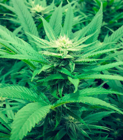 Super Skunk fem (Vision Seeds) семена конопли