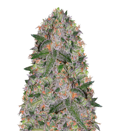 Vision Cookies fem (Vision Seeds) семена конопли