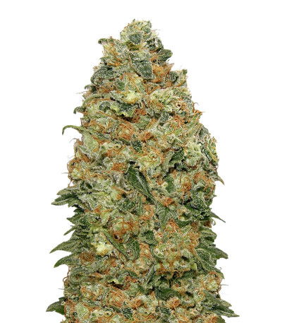 White Widow fem (00 Seeds) семена конопли