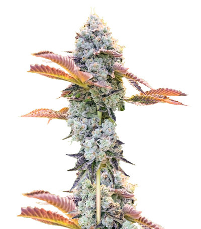 Bay Burger fem (Delicious Seeds) семена конопли