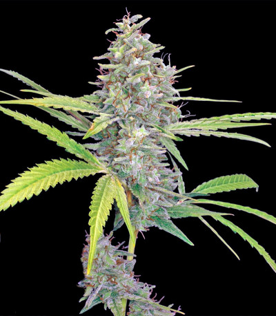 G13 Haze fem (Barney's Farm) семена конопли