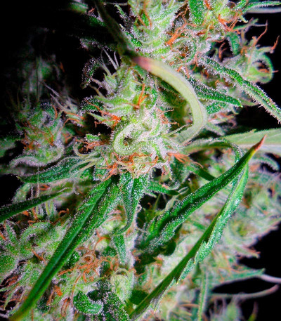 Hawaiian Snow fem (Green House Seeds) семена конопли