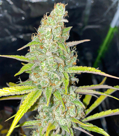 Auto Gelato #33 fem (Advanced Seeds) семена конопли