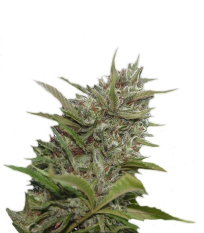 Auto Whiteberry fem (Paradise Seeds) семена конопли