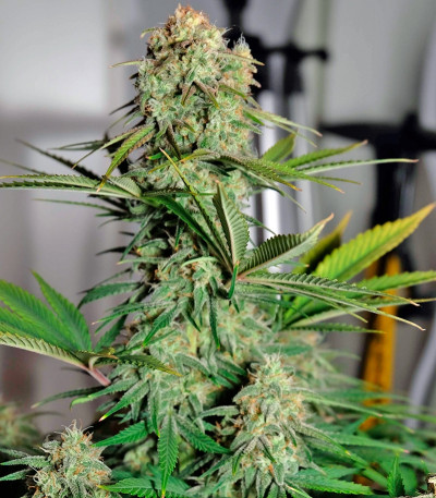 Сорт каннабиса Auto Colorado Cookies