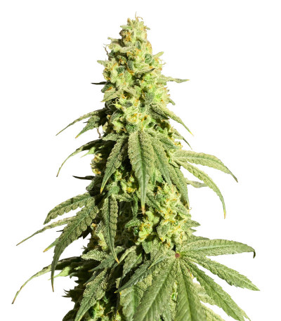 Banana Rapids fem (Dr. Krippling Seeds) семена конопли