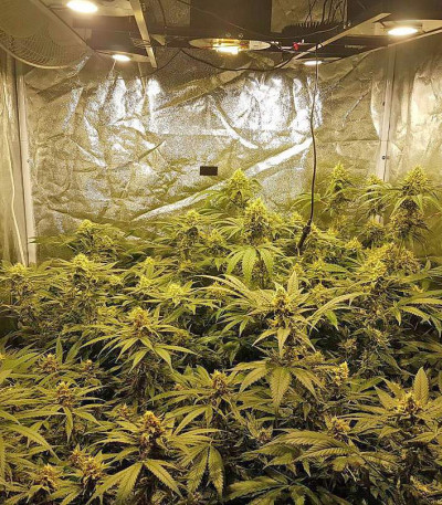 Big Bud fem (Vision Seeds) семена конопли