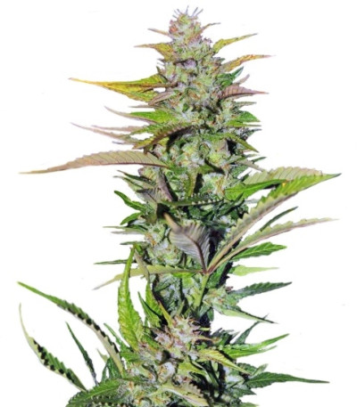 Black Jack F1 Fast Version fem (Sweet Seeds) семена конопли