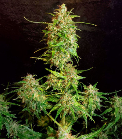 Bruce Banner Auto (Monster Genetics) семена конопли