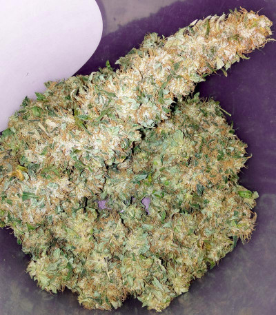 Bubba Slush fem (Green House Seeds) семена конопли