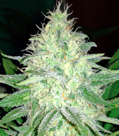 Bubblelicious fem (Nirvana Seeds) семена конопли