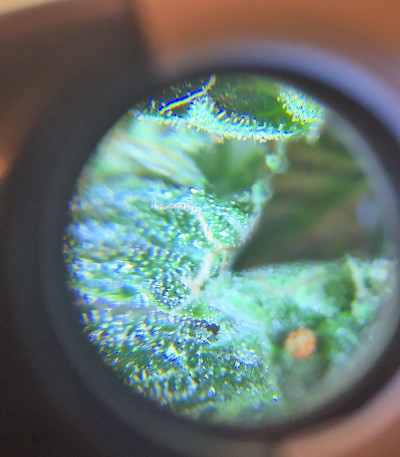 Chocolate Orange Auto fem (Dr. Krippling Seeds) семена конопли