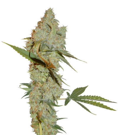 Chocolope reg (DNA Genetics) семена конопли
