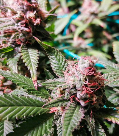 Critical Impact fem (Vision Seeds) семена конопли