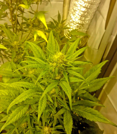 Damnesia Autoflowering fem (Strain Hunters) семена конопли