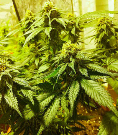 Do-Si-Dos Cookies fem (00 Seeds) семена конопли