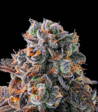 Dulce Dreams fem (Compound Genetics) семена конопли