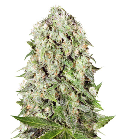 Dutch Cheese reg (Sumo Seeds) семена конопли
