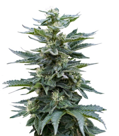 Full Moon fem (Nirvana Seeds) семена конопли